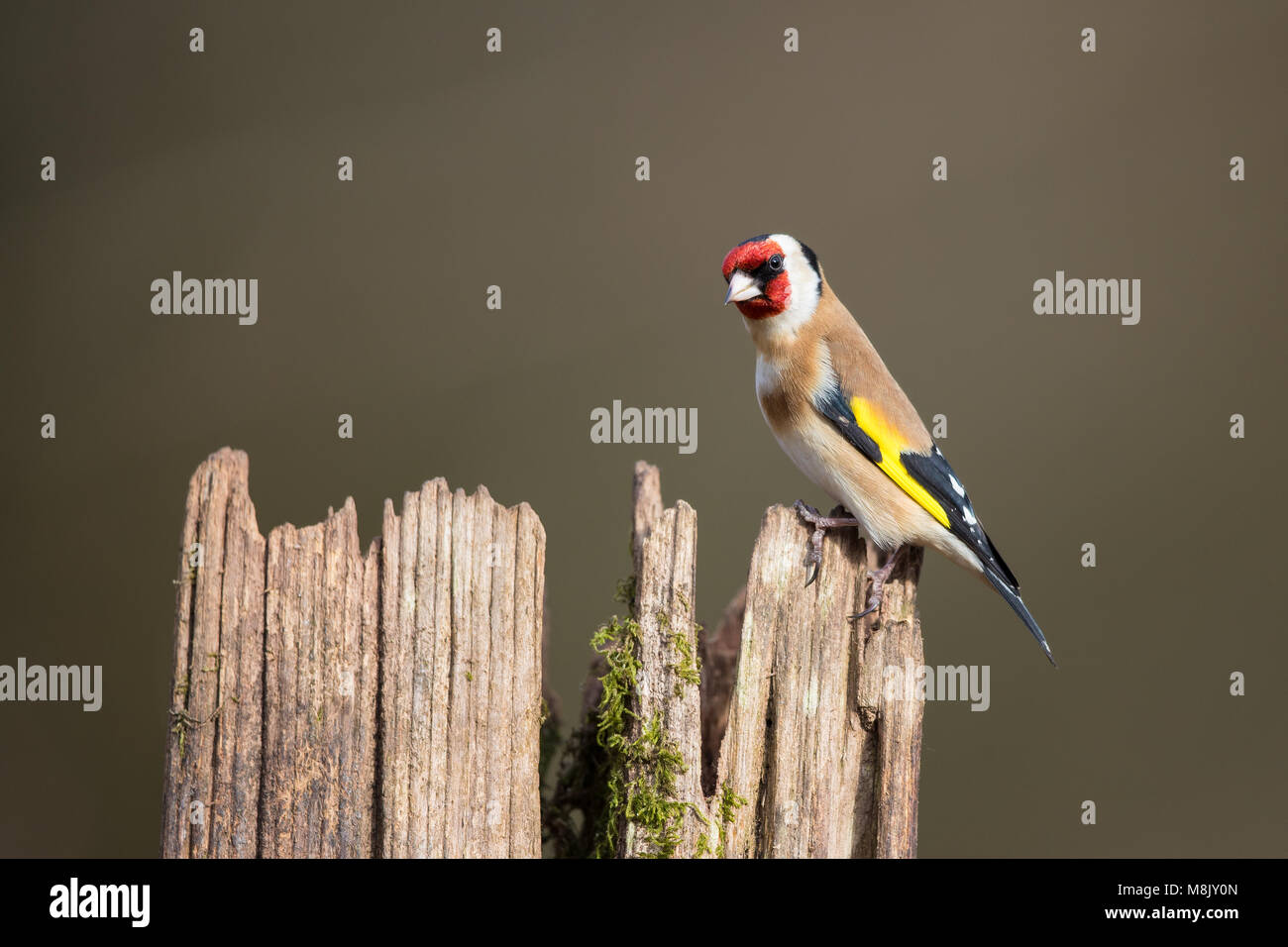 Nach goldfinch Vogel thront auf einem alten Baumstumpf Stockfoto