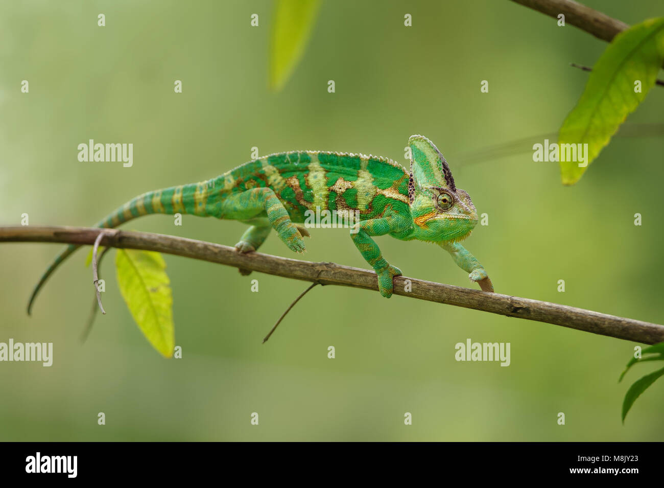Bunte Chameleon gehen auf Ast mit grünem Hintergrund. Jemen Chamäleon Eidechse. Stockfoto