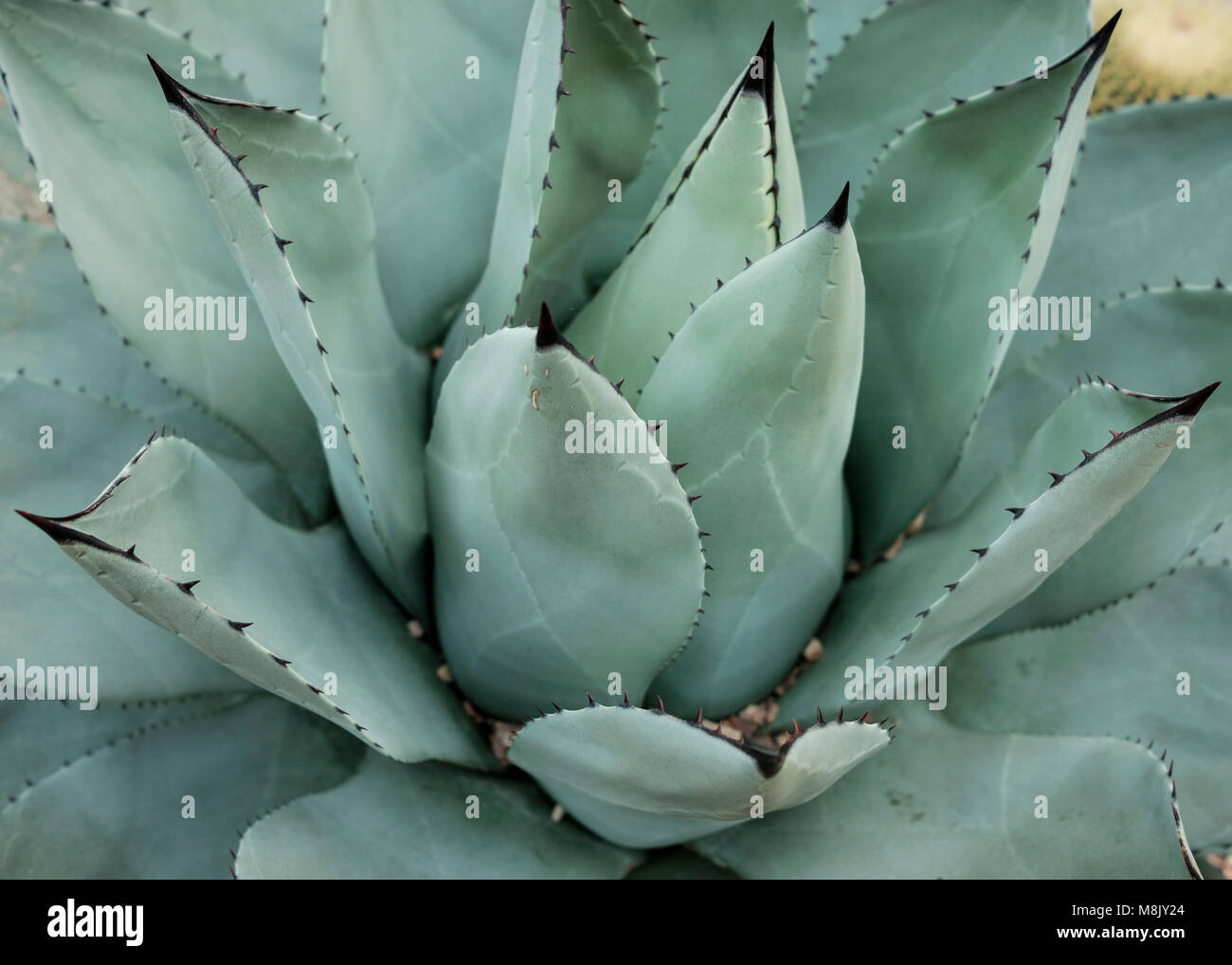 Artischocke Agave (Agave parryi Truncata) und Golden barrel Kaktus (Mexiko) in der Wüste Landschaftsgestaltung Stockfoto