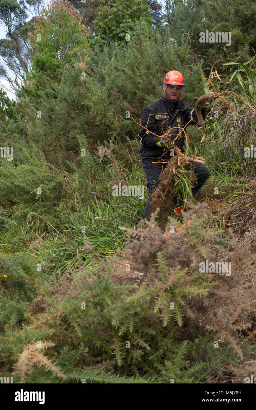 Mann clearing Ginster aus Hang Stockfoto