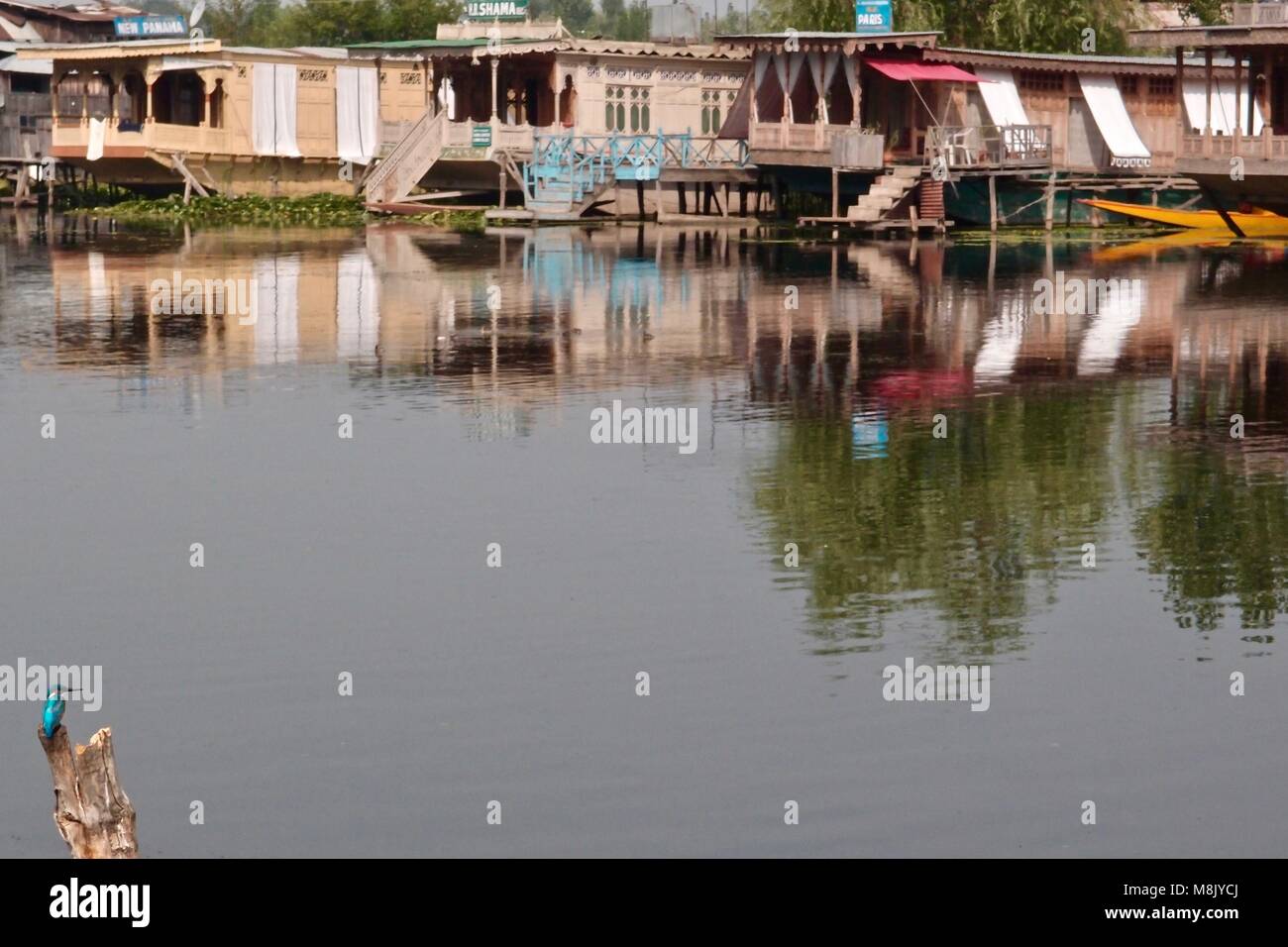 Kingfisher am Dal Lake in Srinagar, Jammu und Kaschmir, Indien Stockfoto