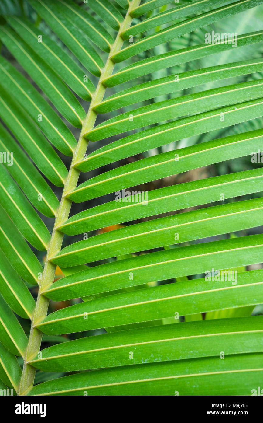 Nahaufnahme von Palmwedel, Arecaceae Stockfoto