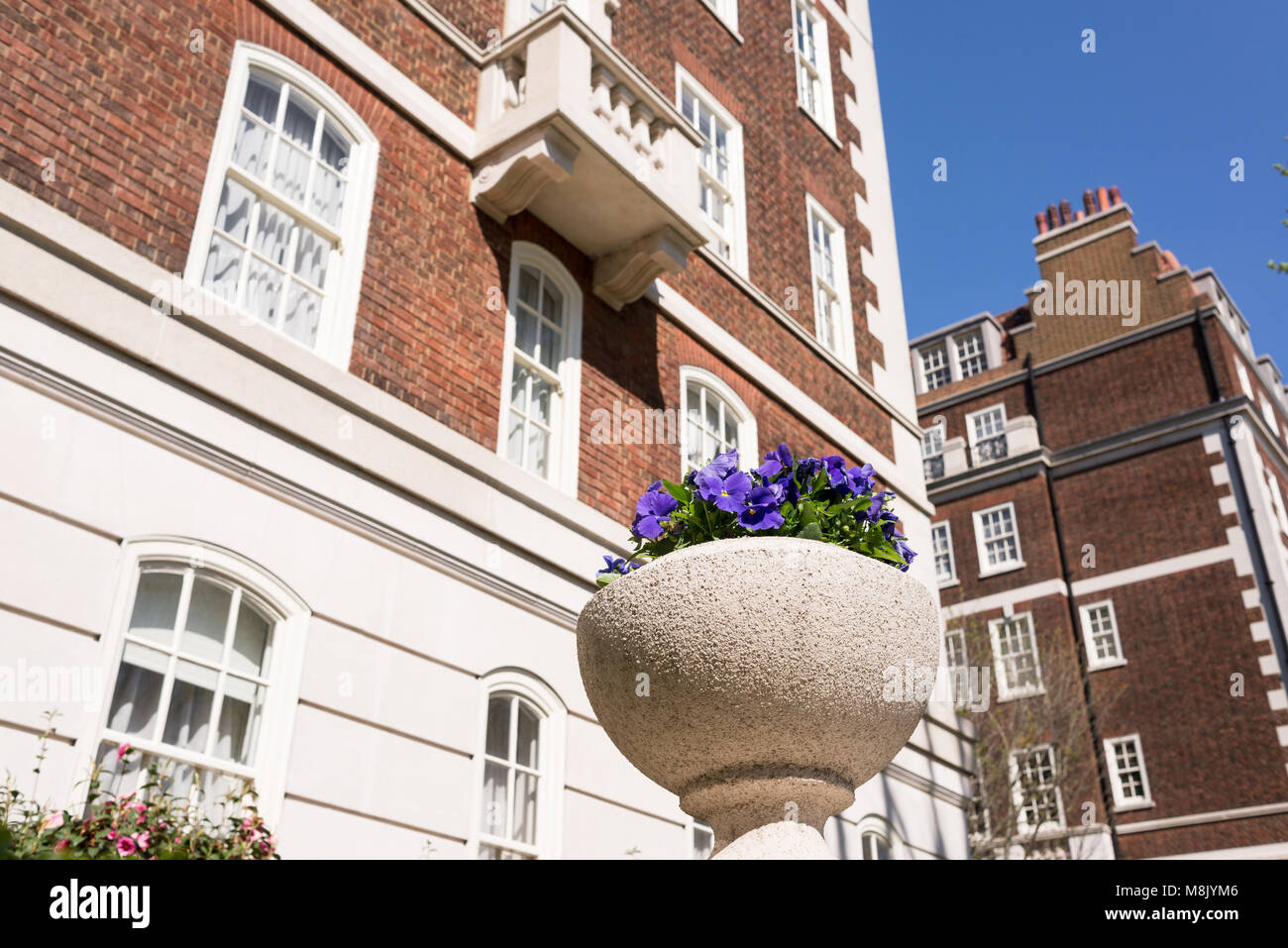 Topf mit violette Blume aus weißem Stein mit restaurierten luxuriösen viktorianischen Häusern, in roten und weißen Schlichten in Kensington und Chelsea, London, Großbritannien Stockfoto