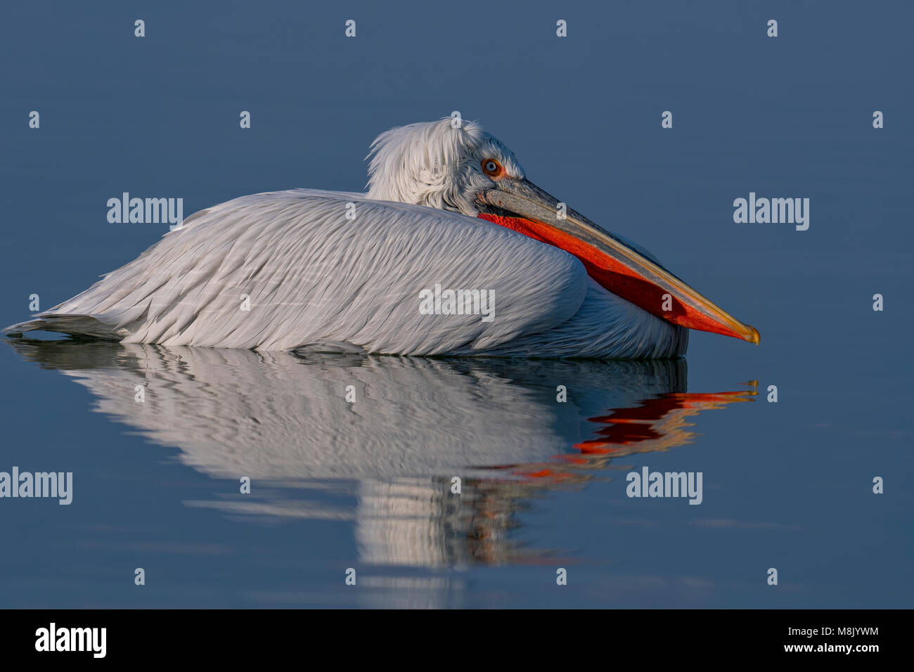 Krauskopfpelikan, weiß Big Bird Stockfoto