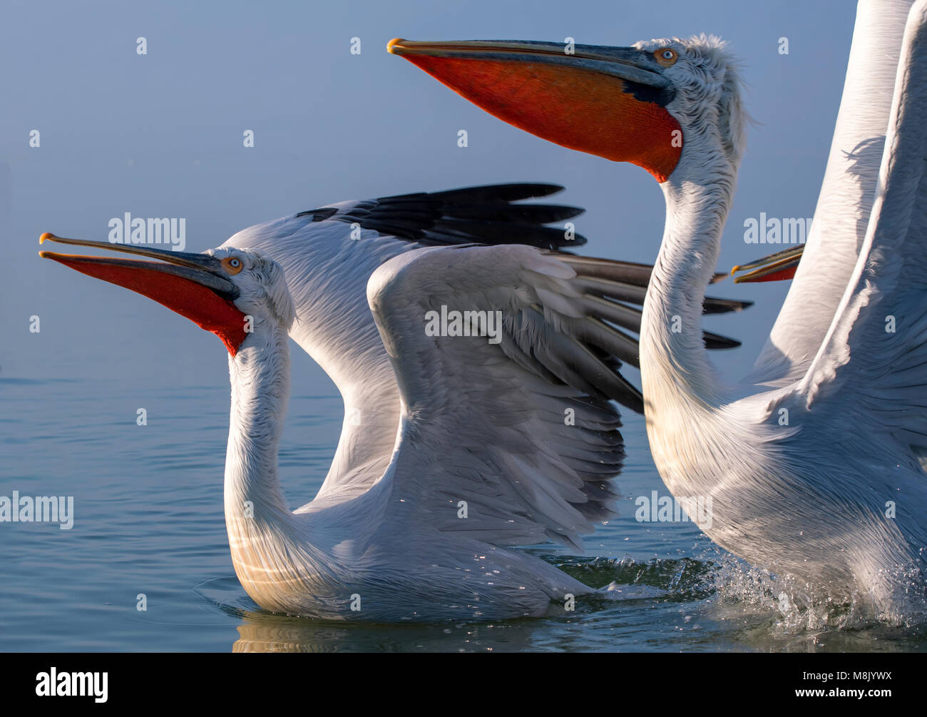 Krauskopfpelikan, weiß Big Bird Stockfoto
