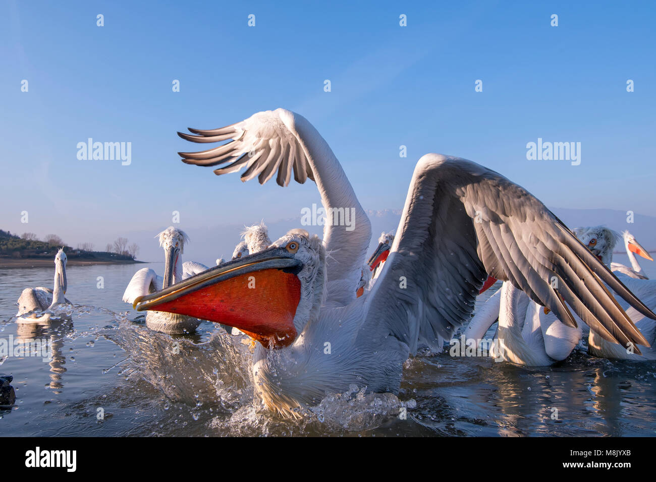 Krauskopfpelikan, weiß Big Bird Stockfoto