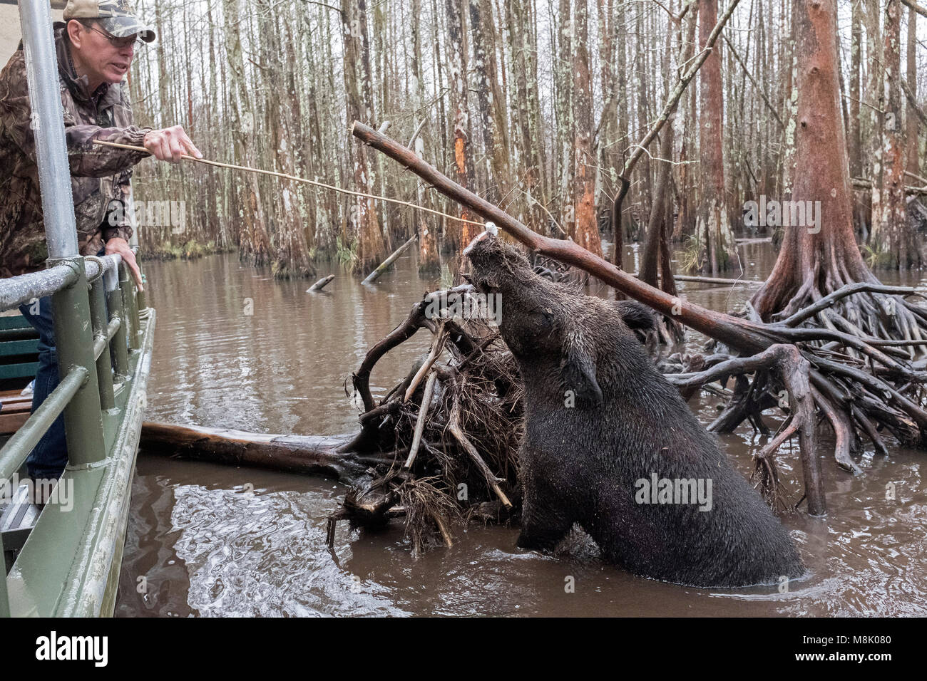 Cajun Swamp Tour Guide zeigt große wilde Schweine, New Orleans, Louisiana. Stockfoto