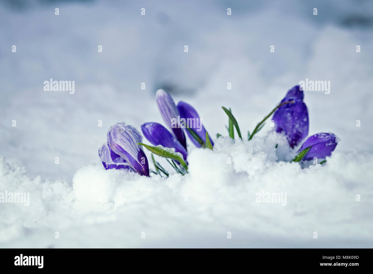 Der frühe Frühling crocus Blumen im Schnee Stockfoto