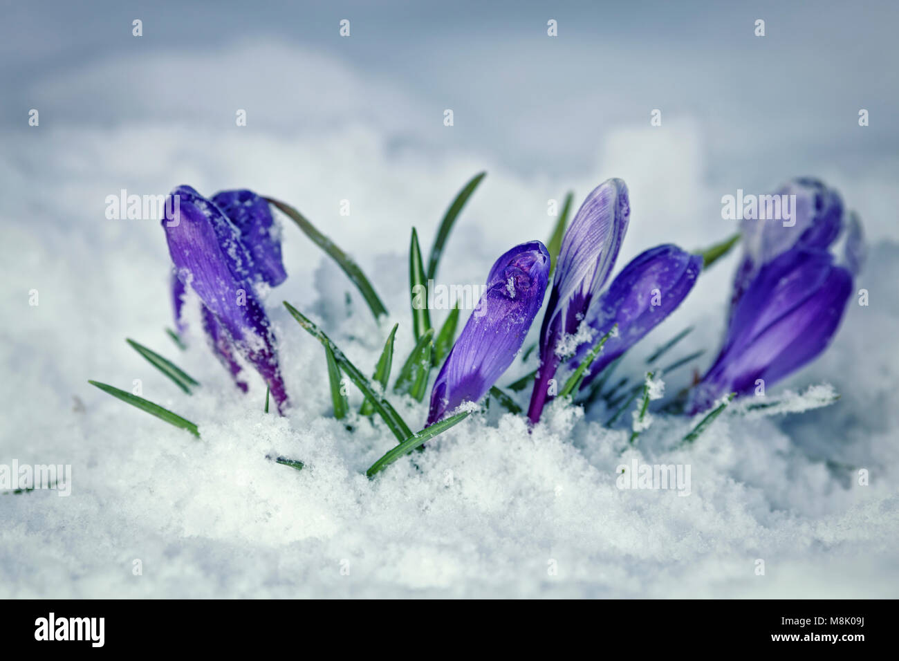 Krokusse blühen Blumen im Schnee Stockfoto