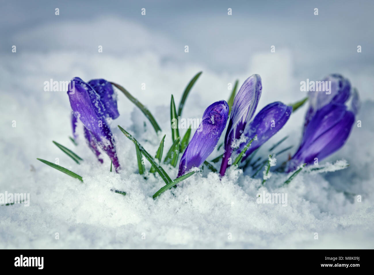 Krokus winter uk Fotos und Bildmaterial in hoher Auflösung Alamy