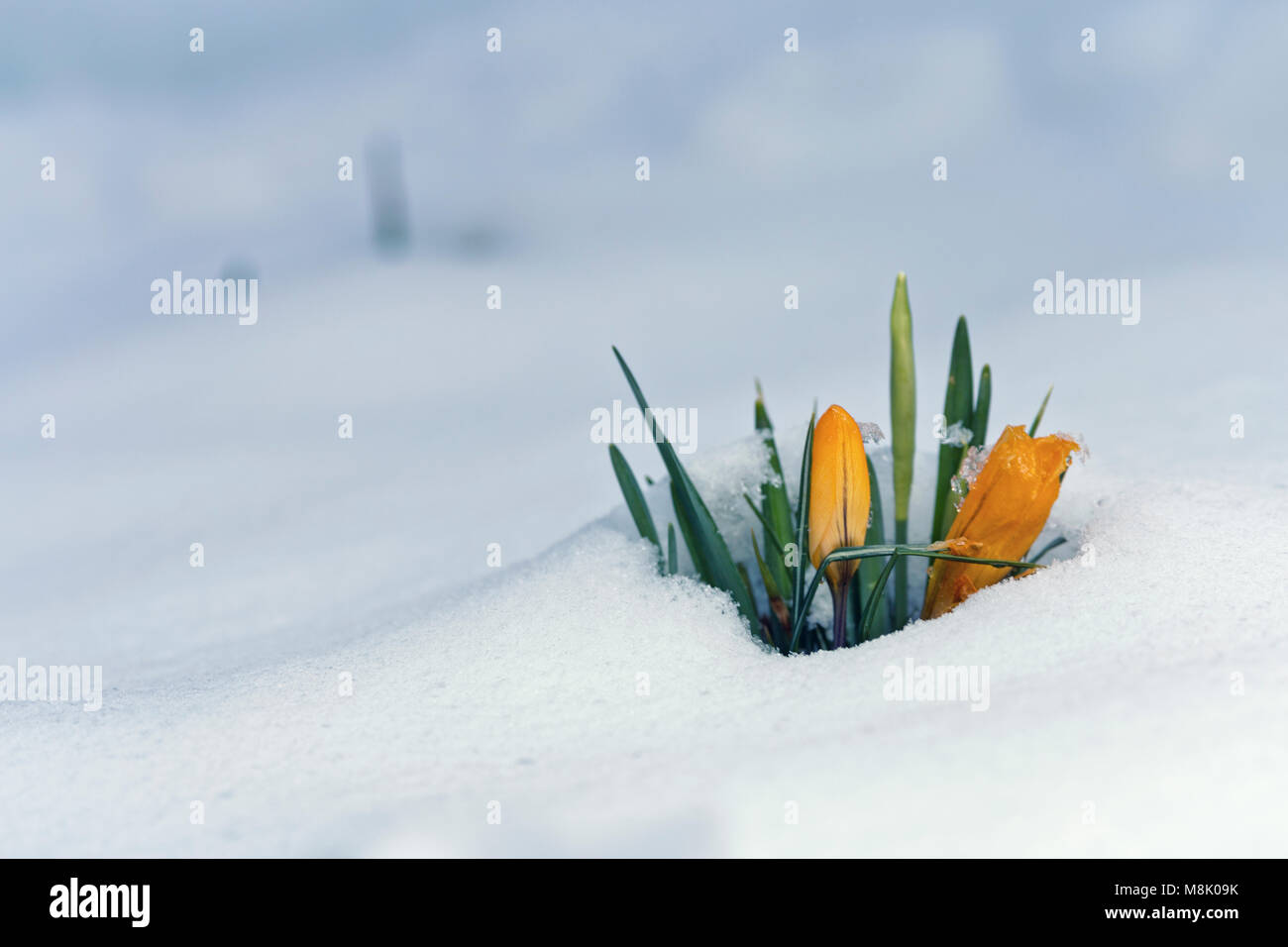 Gelbe Krokus Blumen im Schnee Stockfoto