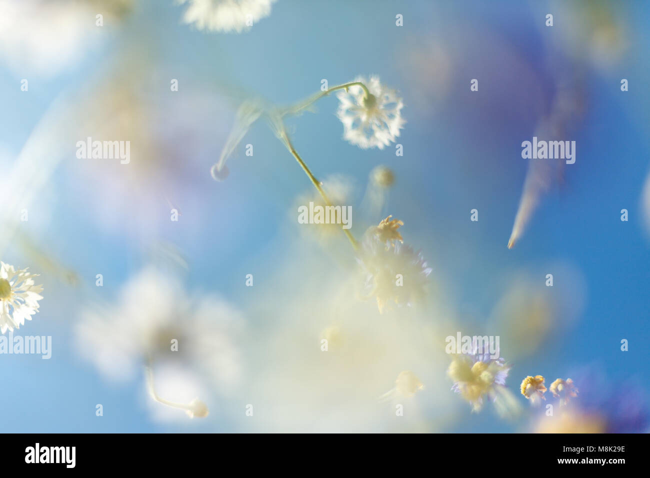 Schöne Blume Hintergrund. Tolle Aussicht auf Blumen blühen im Garten in der Mitte des sonnigen Frühlingstag mit blauen Himmel Landschaft Stockfoto