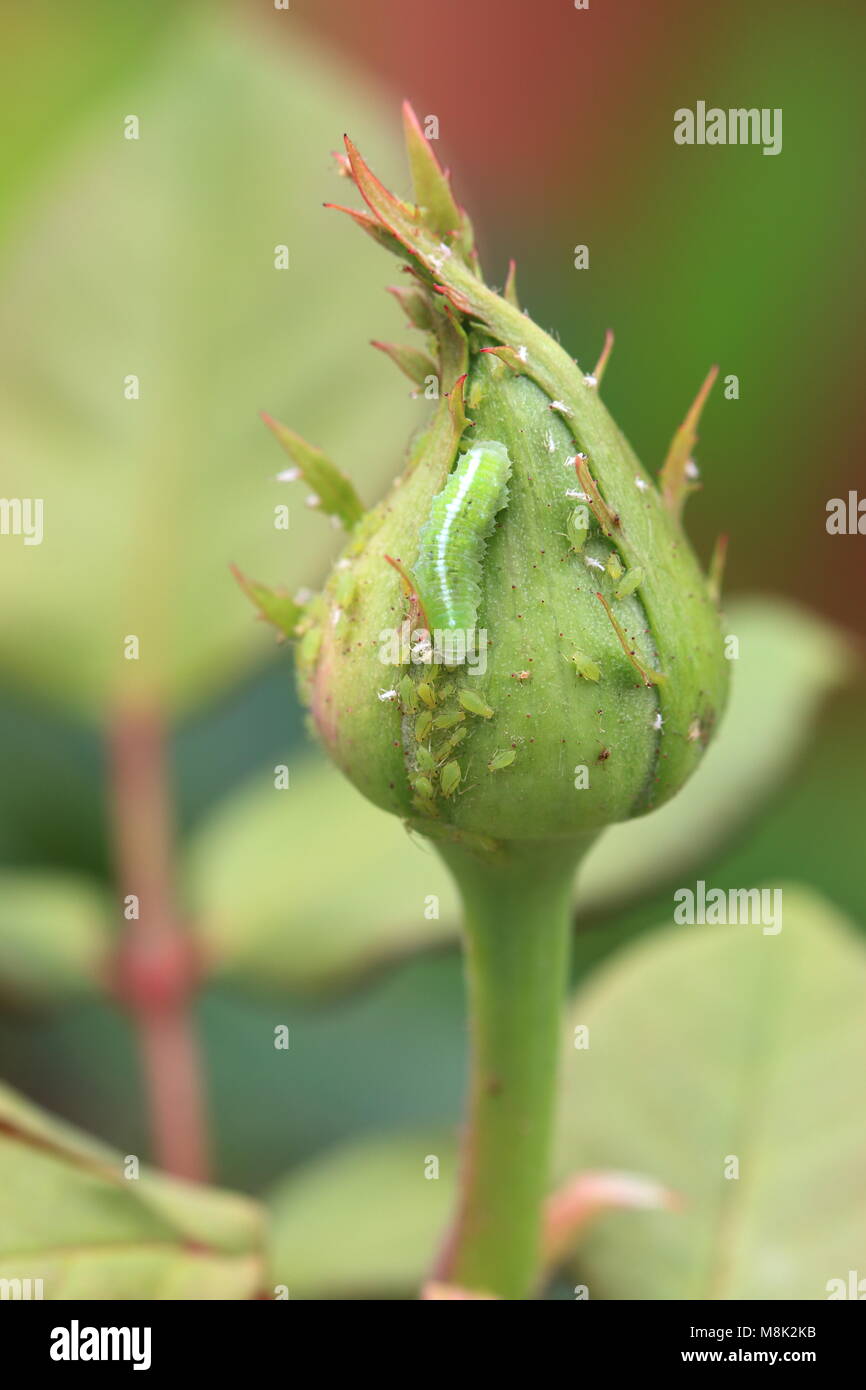 Hymenoptera oder als Rose Schnecken und Blattläuse auf Rosebud bekannt Stockfoto
