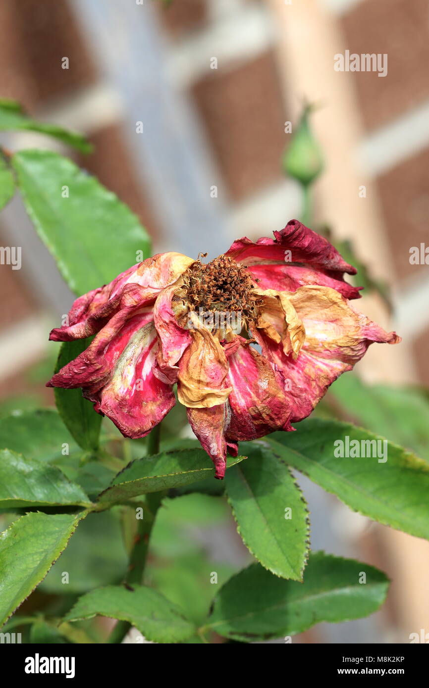 Nahaufnahme von roten Rose Austrocknen Stockfoto