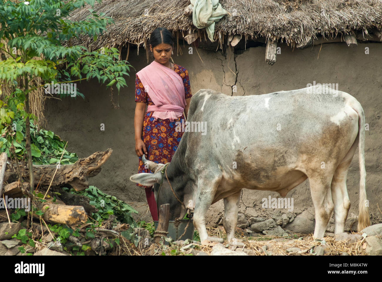 Eine Frau füttert ihr Kuh, Ramnagar, Uttarakhand, Indien Stockfoto