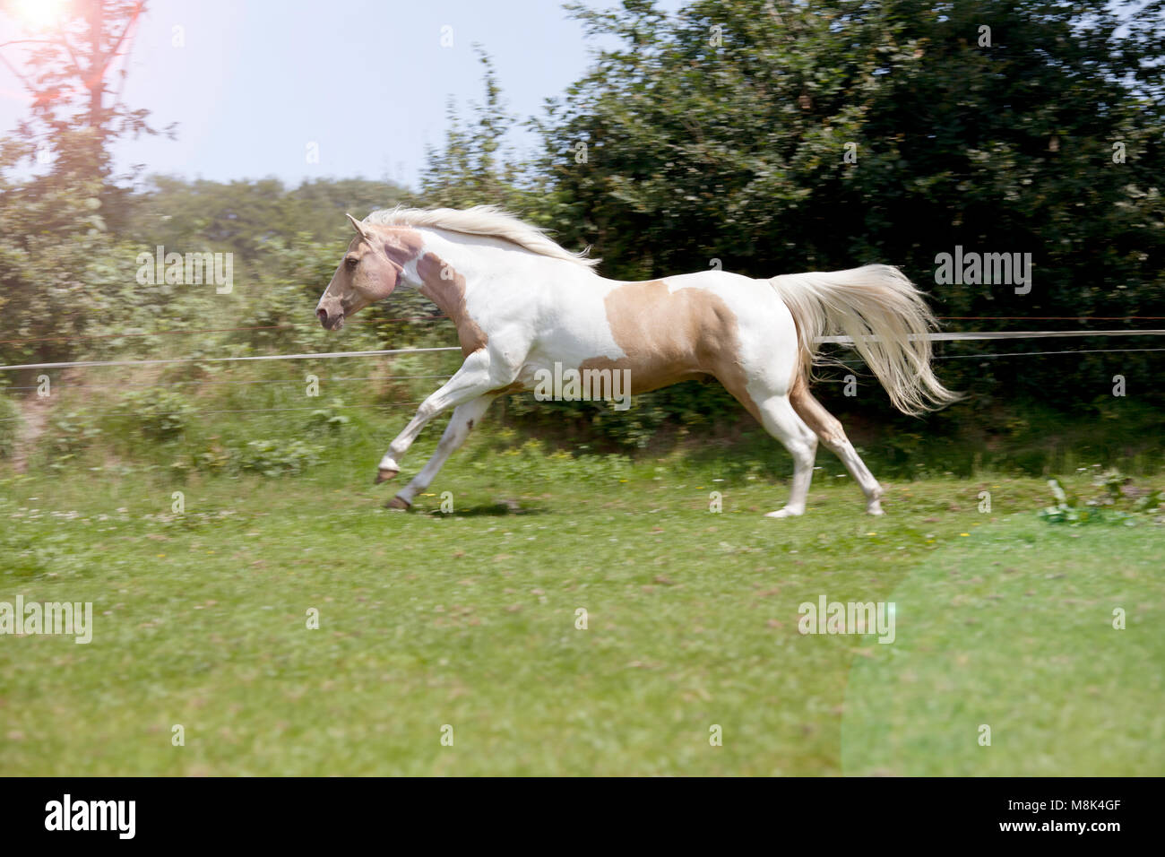 Ein schickes weiß-braun Palomino Pferd galoppiert auf einer Weide Stockfoto