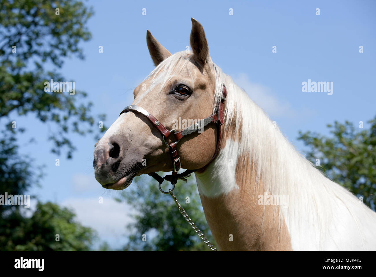 Ein schickes weiß-braun Palomino horse steht auf einer Weide Stockfoto