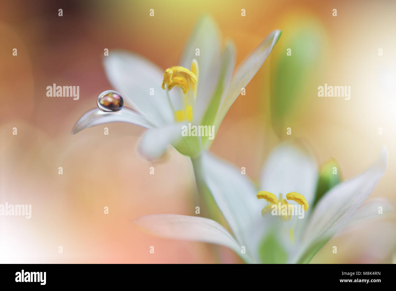 Abstrakte Makro Foto mit Wassertropfen. Künstlerische Floral fantasy Design. Blumen mit Pastelltönen. Ruhige abstrakte closeup Kunst Fotografie. Drucken. Stockfoto