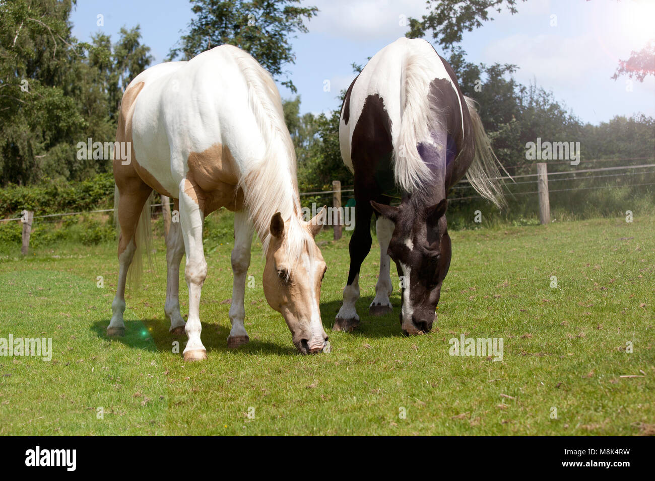 Chic piebald Pferde stehen auf einer Weide Stockfoto