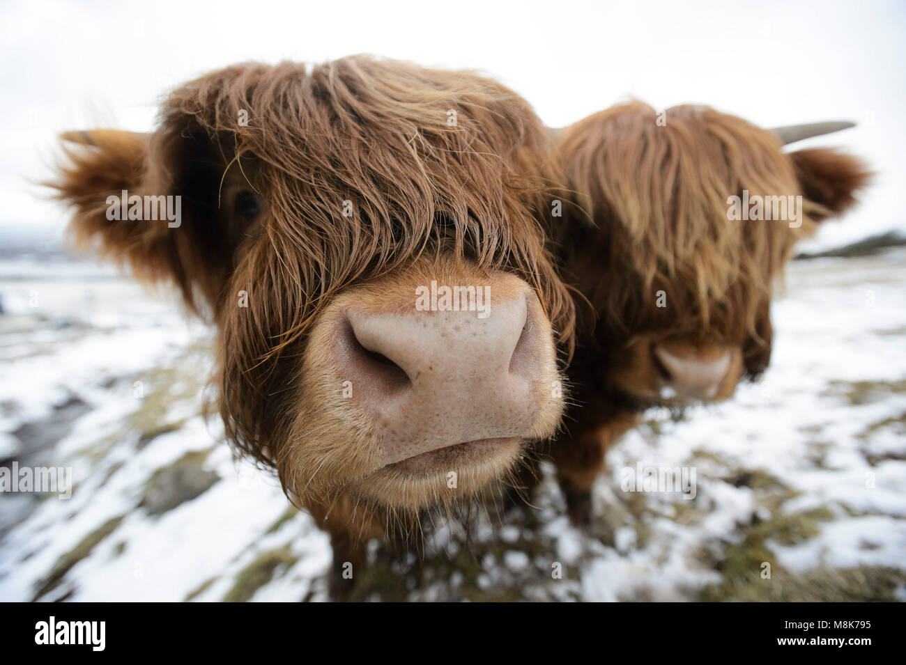 Die Highland-Kühe in den Kilpatrick Hills bei Glasgow trotzen den eisigen Wetterbedingungen, während der kalte Schnapper, der das Mini-Biest aus dem Osten genannt wird, Großbritannien im Griff behält. Stockfoto