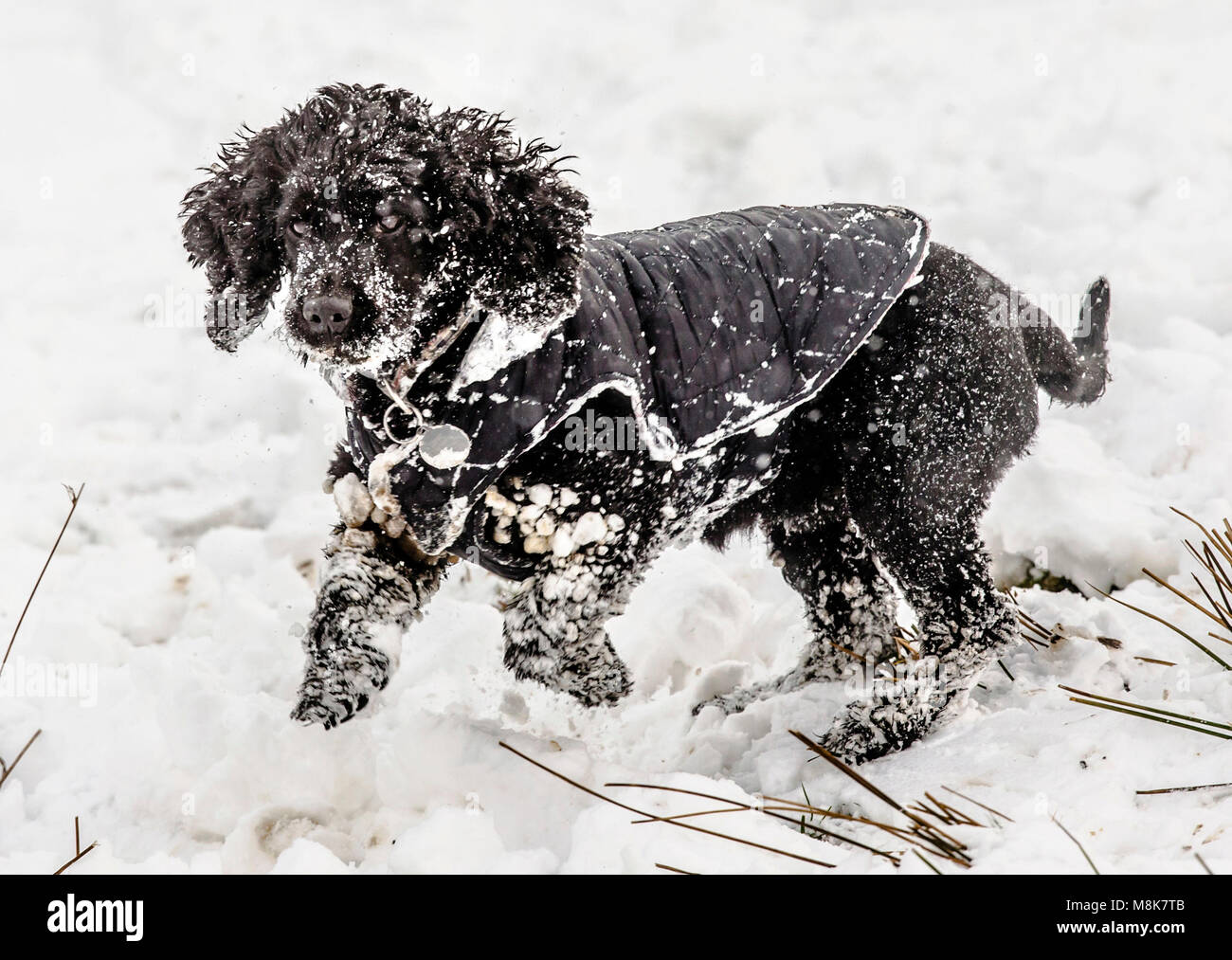 Zara, der Hund, spielt im Schnee in Chapel-en-le-Frith, Derbyshire, während der winterliche Schnapper, der als "Mini-Biest aus dem Osten" bezeichnet wird, Großbritannien im Griff behält. Stockfoto