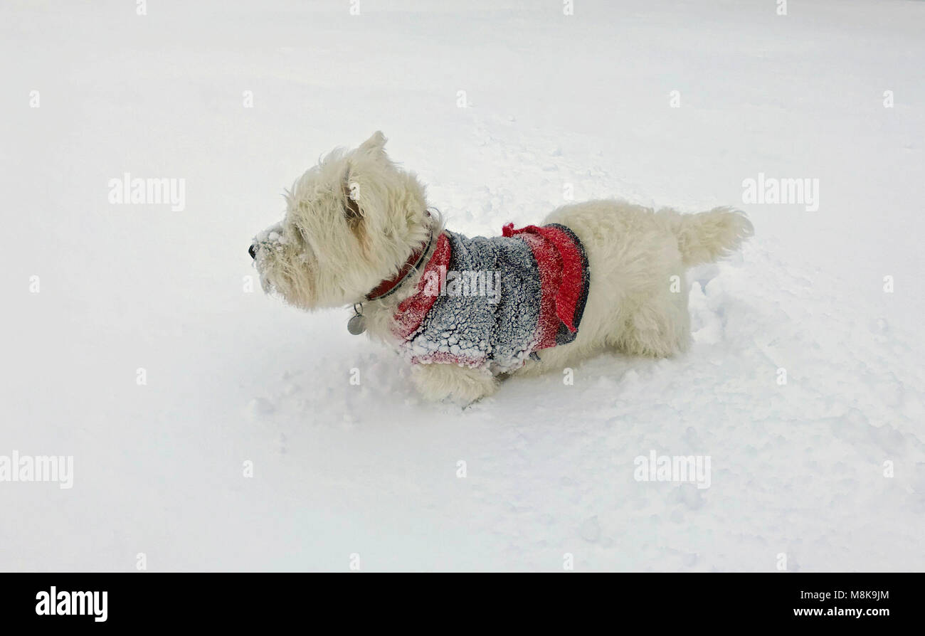 Arthur, ein West Highland Terrier, ist bis zu seiner Taille, als er den Schnee in der Nähe von Okehampton in Devon, wo schwere fällt brachte Verkehrschaos zu Teilen der South West untersucht. Stockfoto