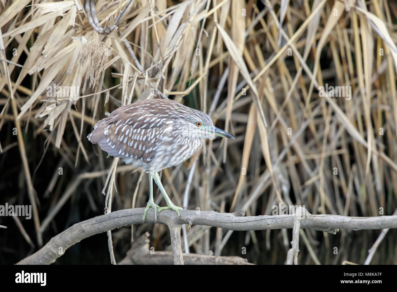 Schwarz gekrönt Nachtreiher (Nycticorax nycticorax) Juvenile Nahrungssuche Stockfoto
