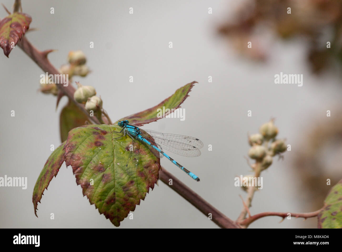 Gemeinsame Blau Damselfly (Enallagma cyathigerum) ruht auf einem Blatt Stockfoto
