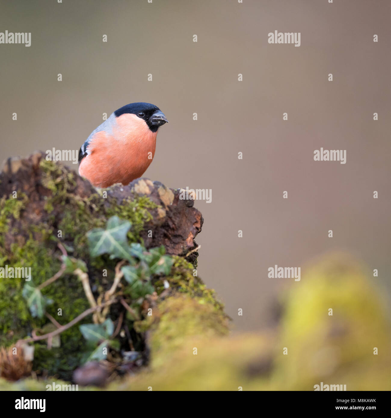 Männliche dompfaff Vogel thront auf einem Moos bedeckt Holz- stumpf Stockfoto