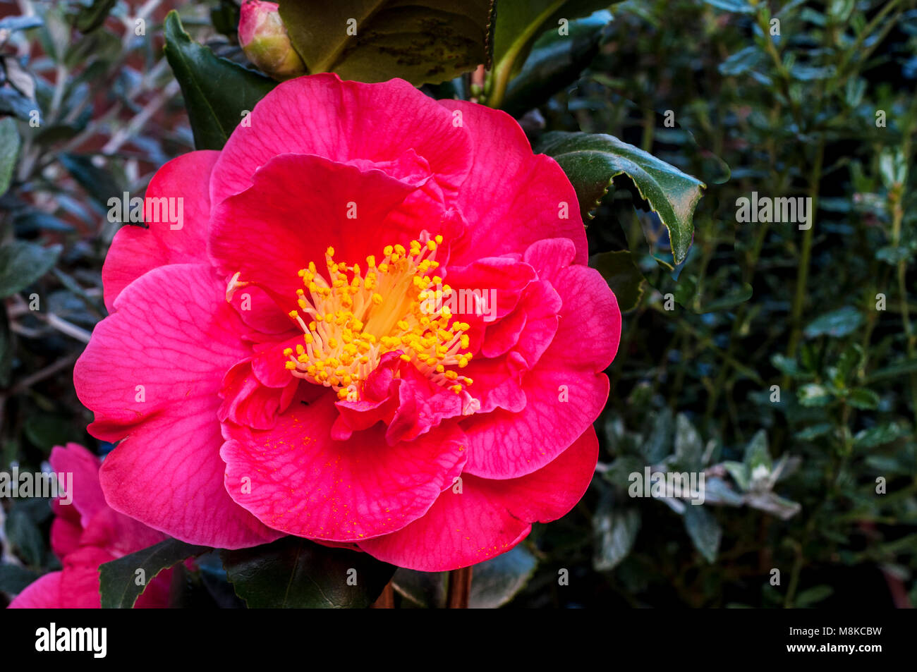 Bild von Camellia japonica Blume vollständig öffnen. Stockfoto