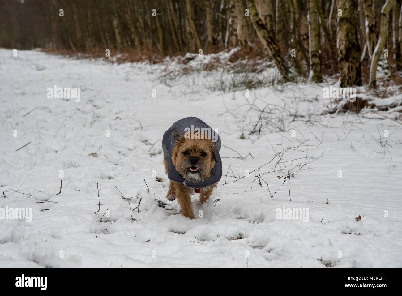 Hund läuft im Schnee Stockfoto