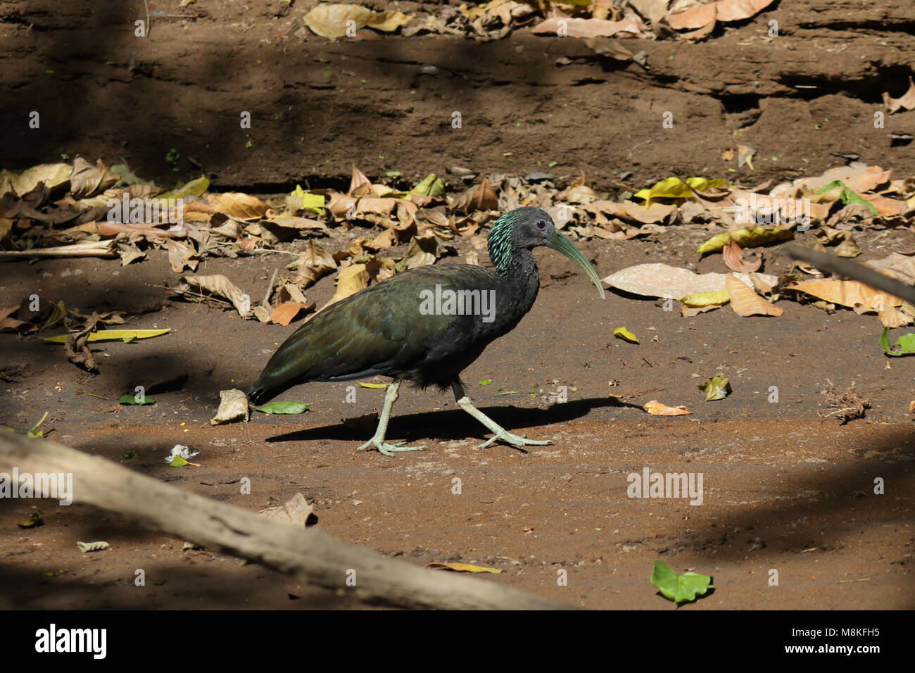 Grüne Ibis Stockfoto Grüne Ibis Stockfoto