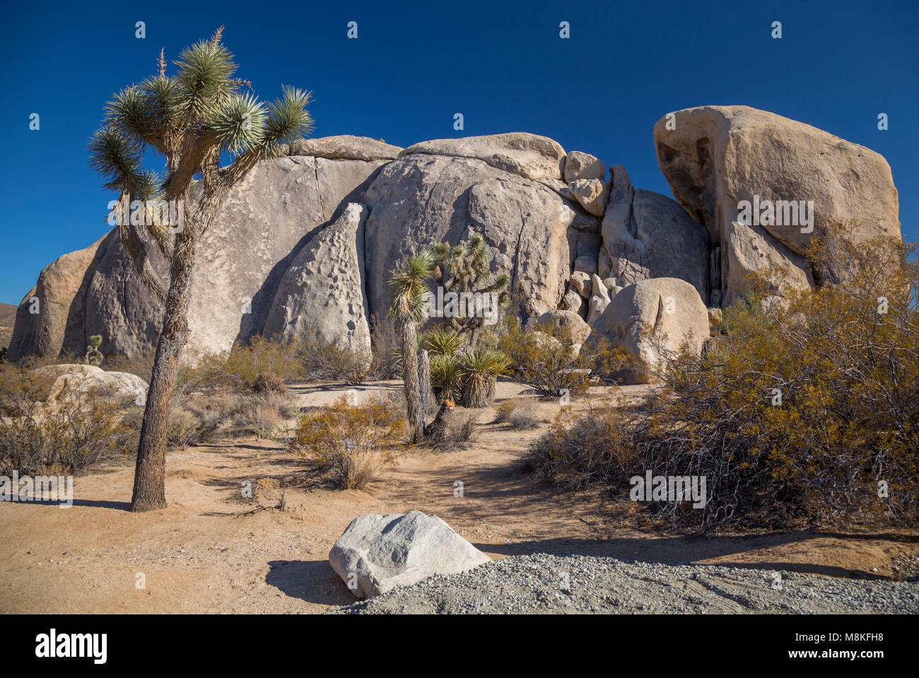 Felsformationen im Belle Campground, Joshua Tree National Park, Kalifornien, USA Stockfoto