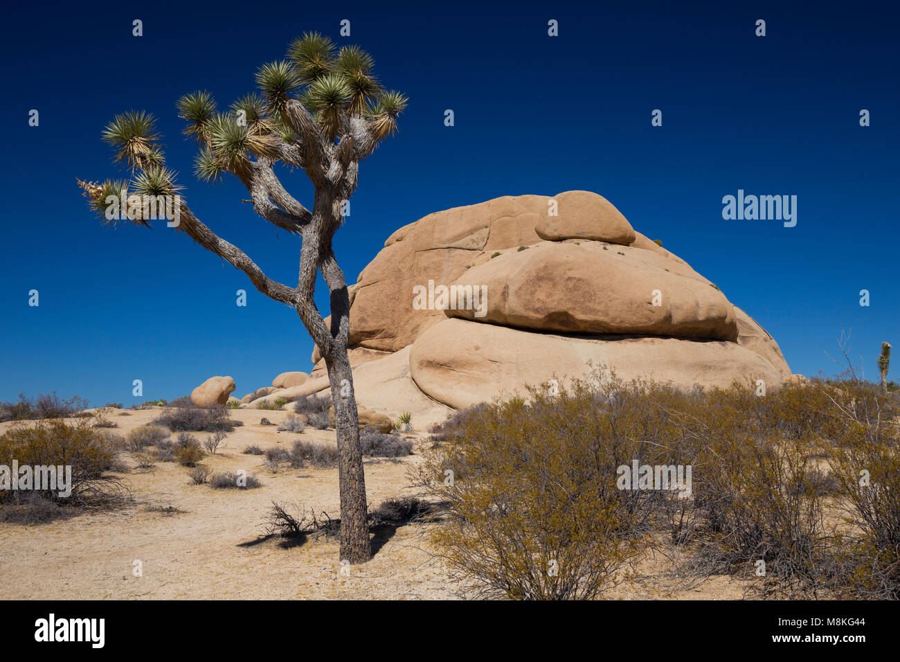 Felsformation und Joshua Tree neben Park Boulevard, Joshua Tree National Park, Kalifornien, USA Stockfoto