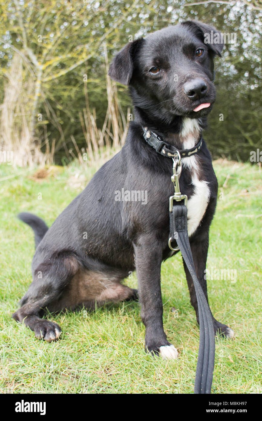 Terrier Typ Hund haften mit herausgestreckter Zunge Stockfoto