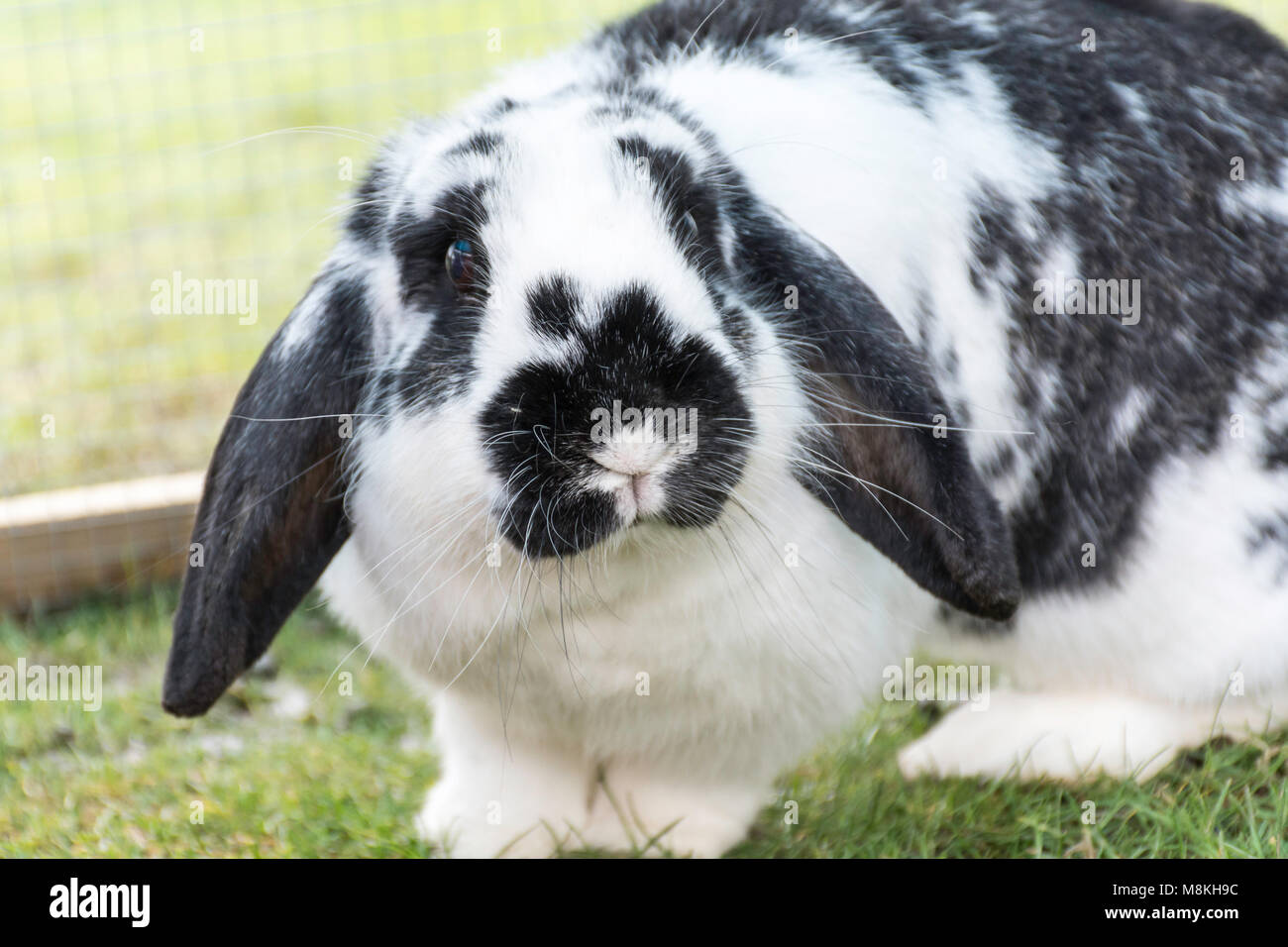 Schwarze und weiße Lop eared Rabbit Stockfoto