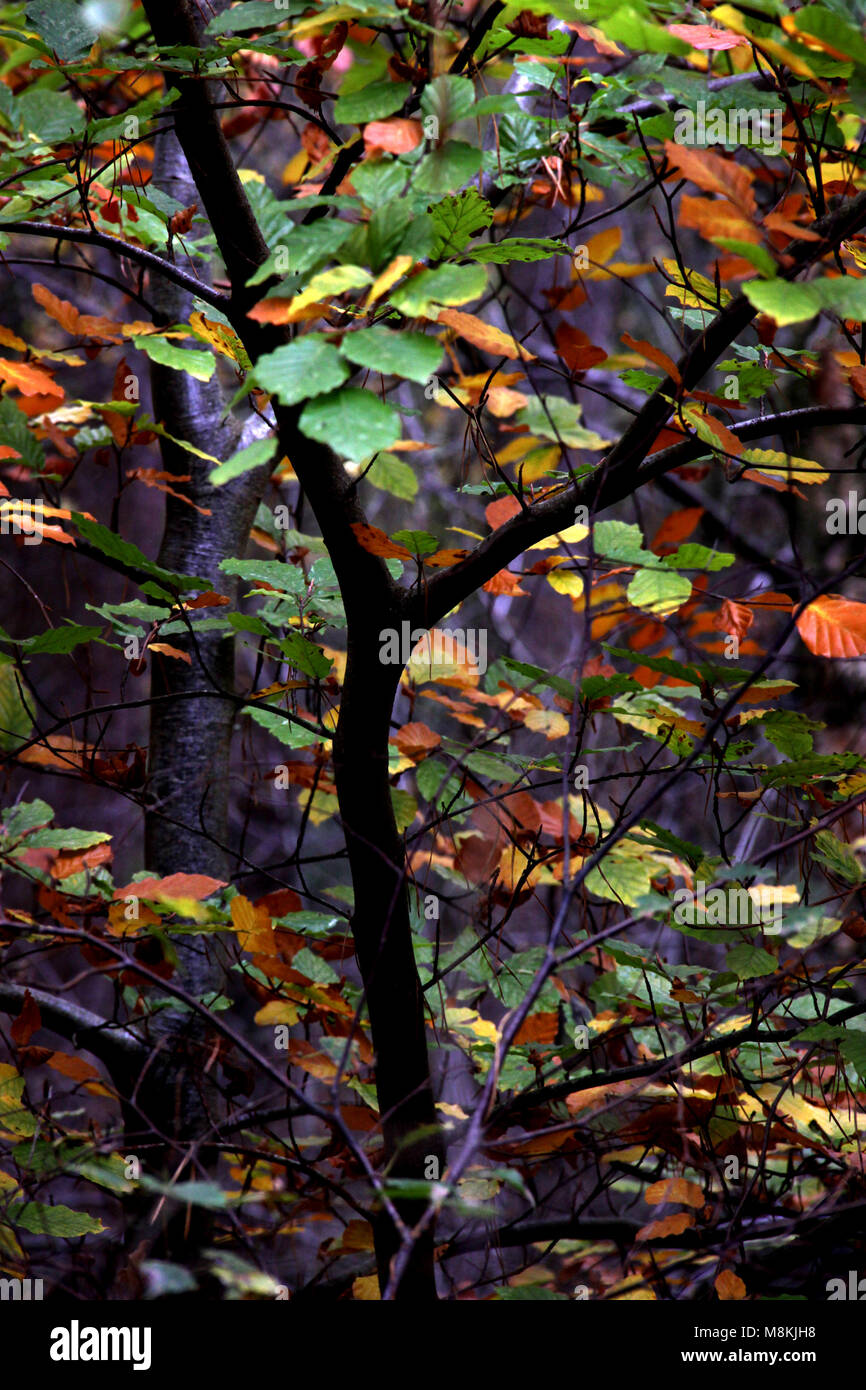 Herbst Farben auf einem Wald Baum Stockfoto