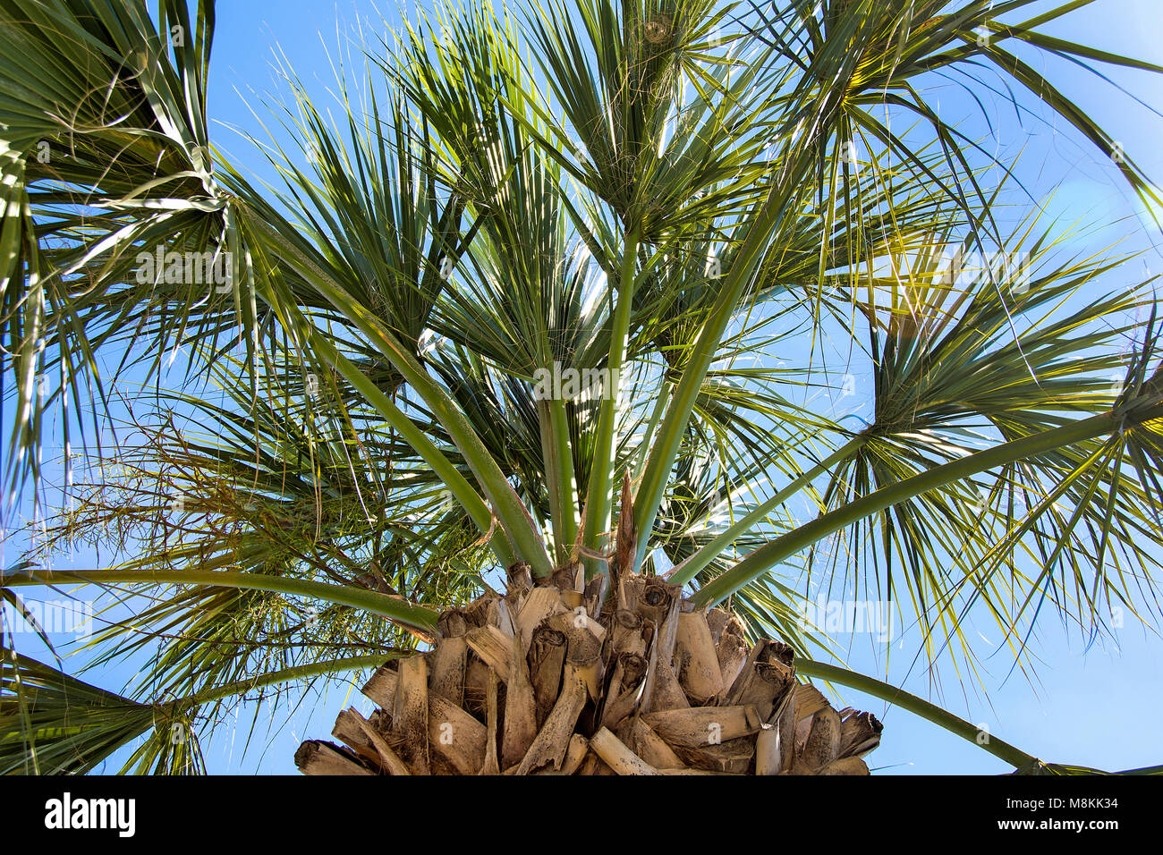 Nach oben Anzeigen unter tropischen Palmen mit einzigartigen Rinde Muster und der strahlend blaue Himmel Stockfoto