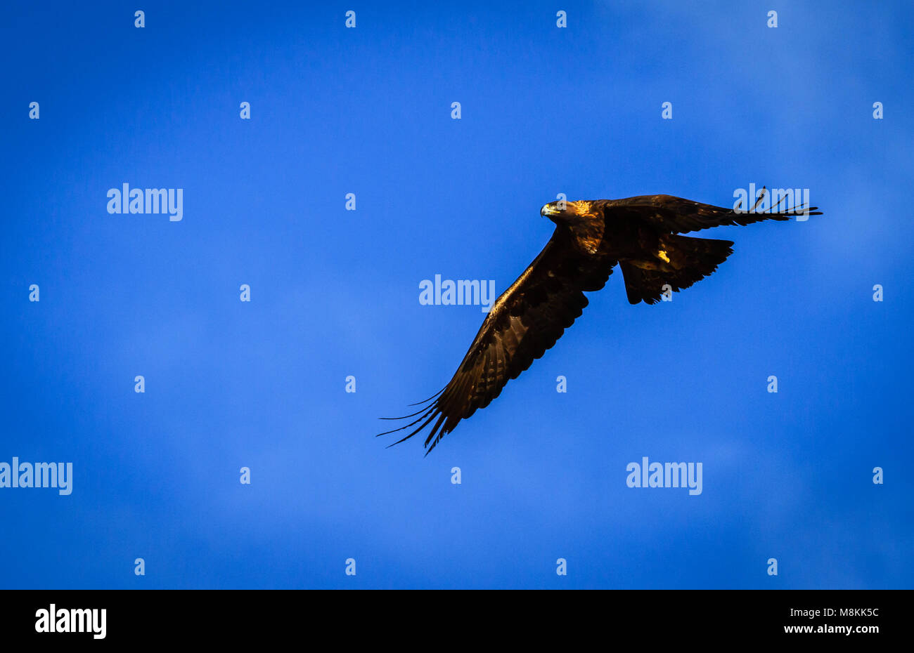 Steinadler im Flug Stockfoto Steinadler im Flug Stockfoto