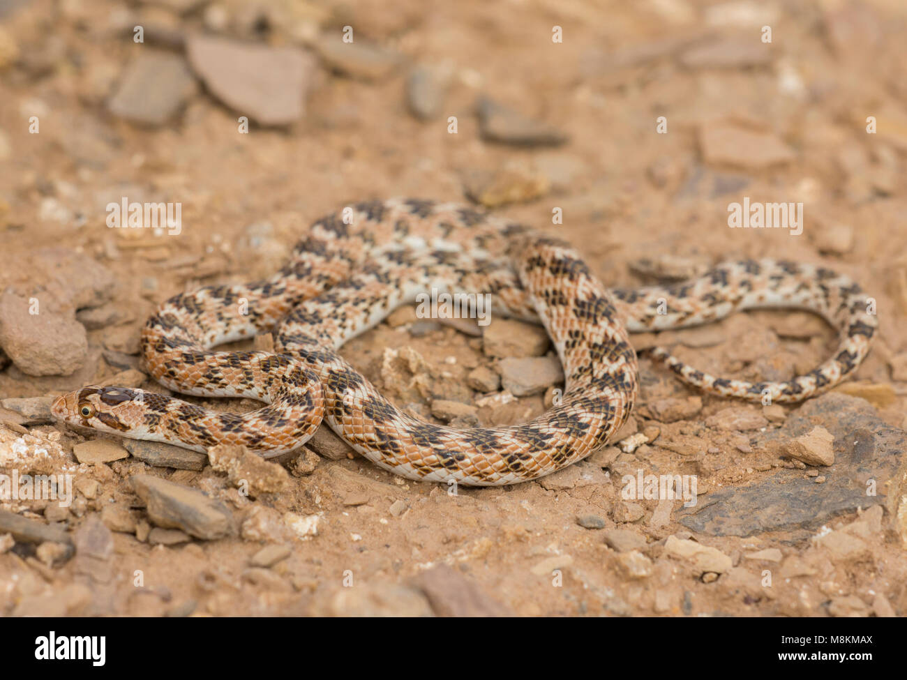 Gekrönt Leafnose Schlange (Lytorhynchus diadema) in der marokkanischen Wüste in Nordafrika. Stockfoto