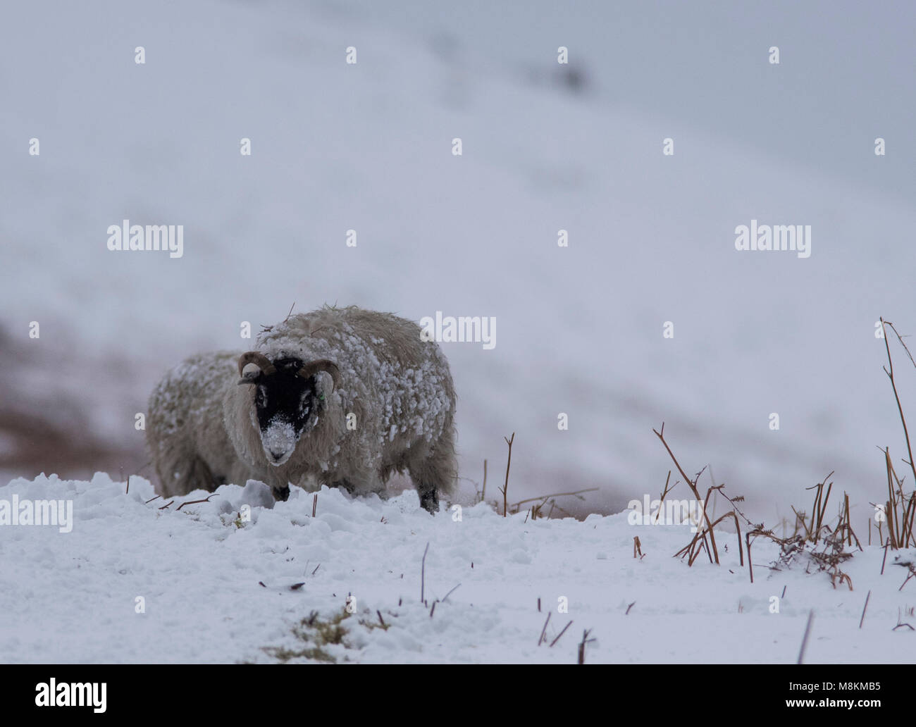 Swaledale Schafe im Schnee in den Yorkshire Dales. Stockfoto