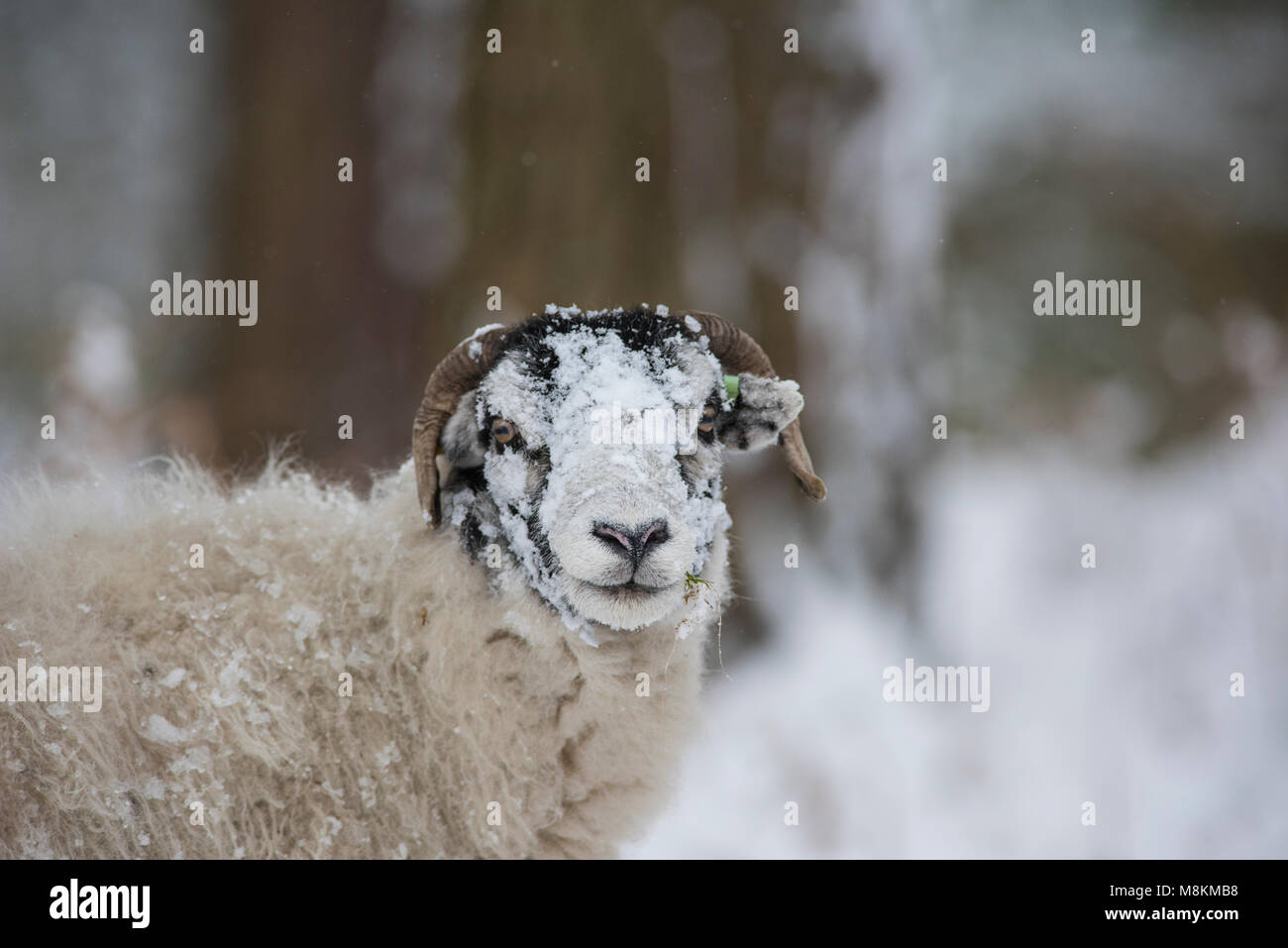 Swaledale Schafe im Schnee in den Yorkshire Dales. Stockfoto