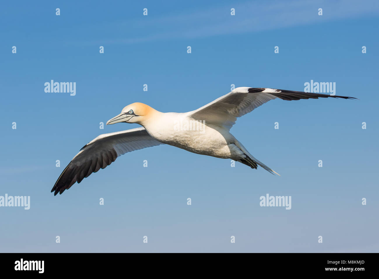 Flying northern Gannet mit Spreadout Flügel in der Nähe der Deutschen Insel Helgoland Stockfoto