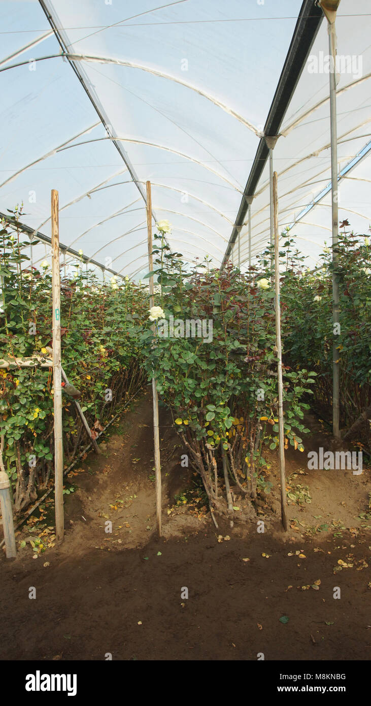 Blick auf eine Plantage von weissen Rosen mit langen Stielen in einem Gewächshaus mit transluzenter Kunststoff Stockfoto