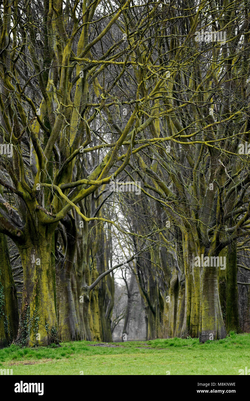 Bäume Pfad in den Wald Stockfoto