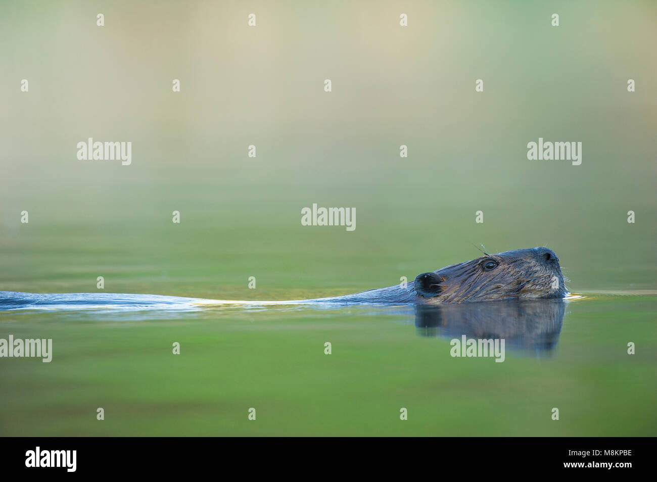 Biber (Castor canadensis), Schwimmen, Kopf, Morgenlicht, N., MN, USA, von Dominique Braud/Dembinsky Foto Assoc Stockfoto