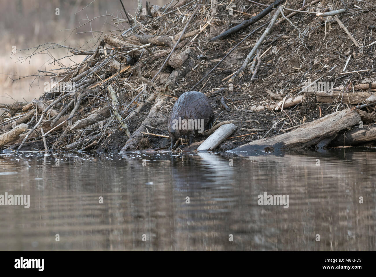 Biber (Castor canadensis) hinzufügen Stöcke zu Lodge, William O'Brien SP, MN, USA. Anfang April, von Dominique Braud/Dembinsky Foto Assoc Stockfoto