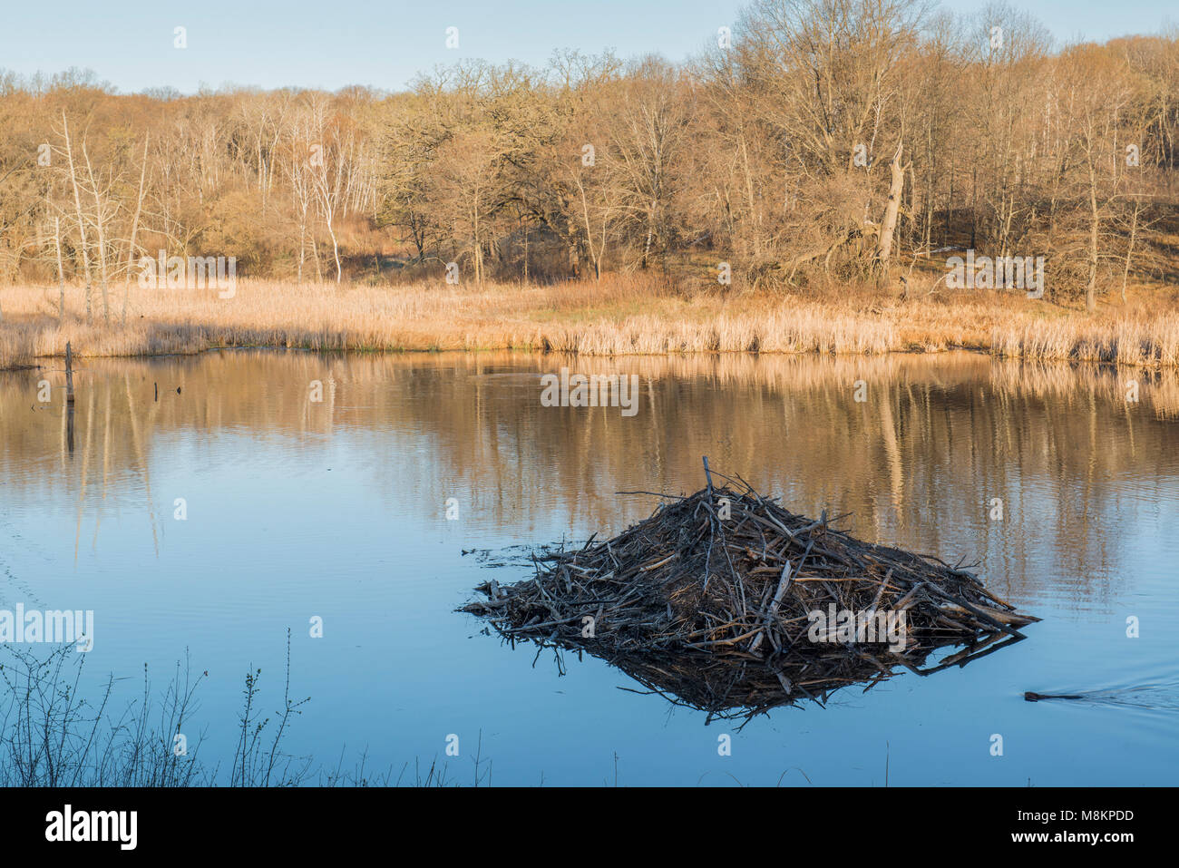 Beaver Lodge, Biber, Schwimmen, William O'Brien SP, MN USA. April, von Dominique Braud/Dembinsky Foto Assoc Stockfoto