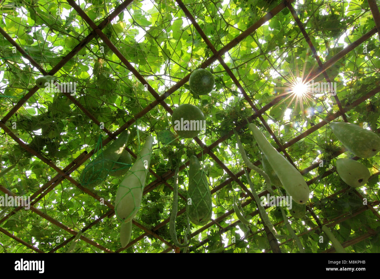 Winter Melone und Kürbis auf Baum im Gemüsegarten Stockfoto