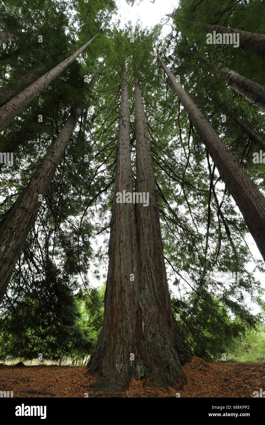 Redwood Grove Stockfoto